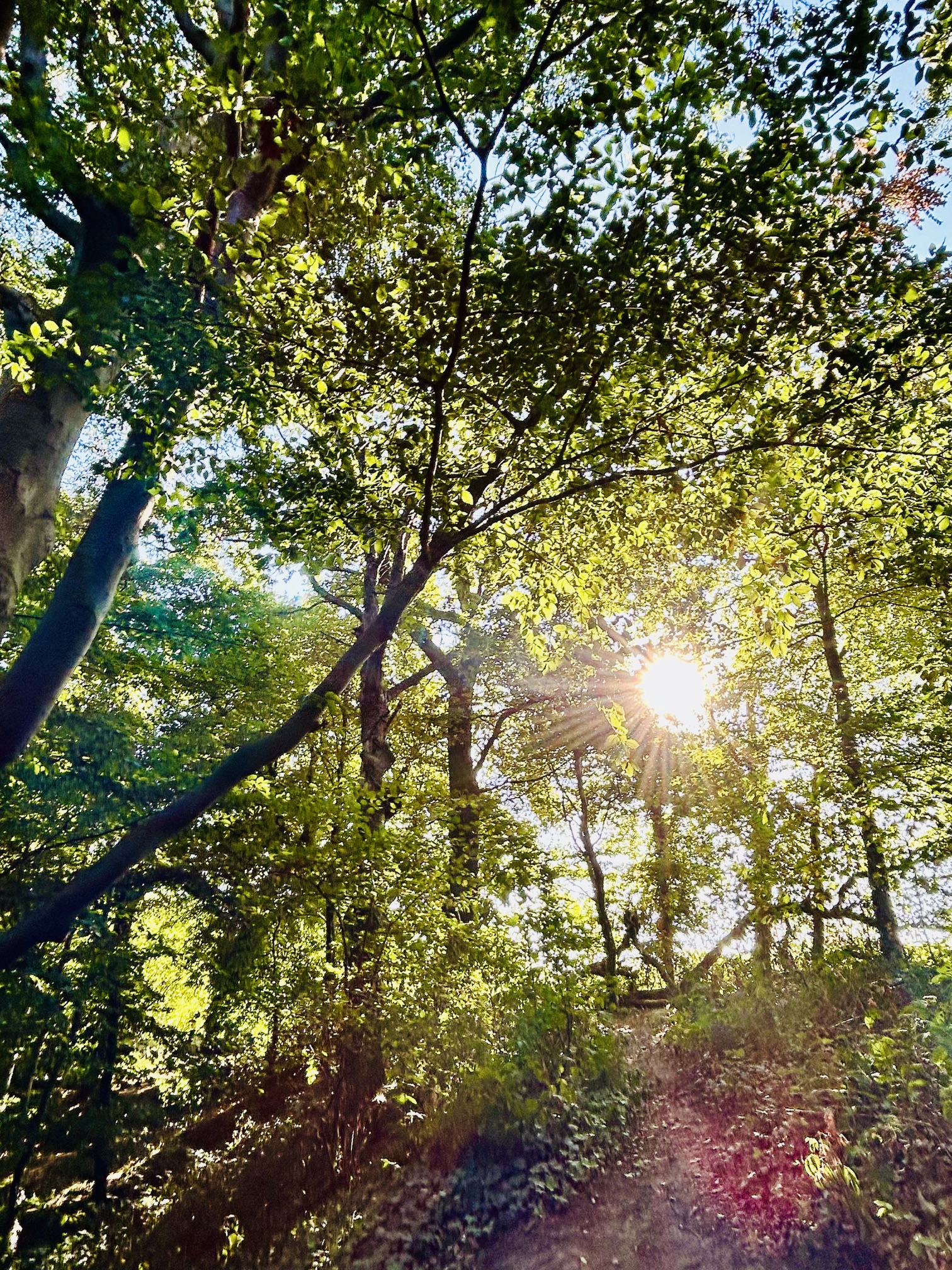 Waldtag